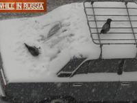Wrony bawią się na zaśnieżonym samochodzie.