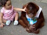 Mały orangutan nie dzieli się mlekiem.