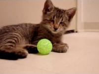 Niewidomy kotek i jego pierwsza zabawka