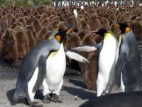 Ustawka Pingwinów