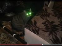 Angry kitteh - a cat with laser eyes