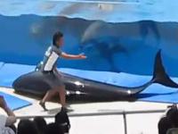 ucieczka delfina
