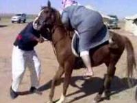 Arab + koń = FAIL