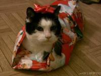 Jak zapakować kota na święta?