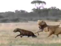 Strzelający kręgosłup hieny