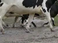 Krowy na trasie rajdu polski