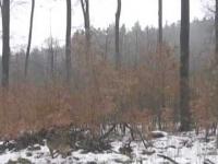 Latająca dziewczynka w ruskim lesie