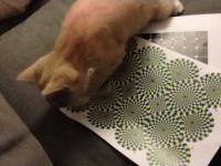 Reakcja kota na złudzenie optyczne