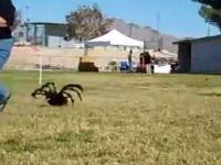 skąd (SA Wardega) wardęga skopiował pomysł Mutant Giant Spider Dog The World's Most Killer