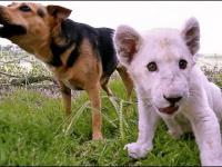 Honey i Kwanza - niesamowita przyjaźń lwiątka z psem
