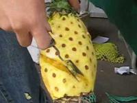 Jak obierać ananasy?