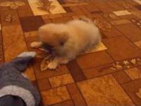 Szalony pies cute gry z skarpety