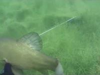 Podwodne polowanie z kuszą - spearfishing