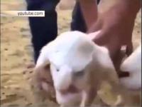 W Dagestanie urodziła się koza z ludzką twarzą