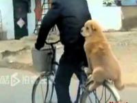 Pies jako pasażer na rowerze