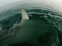 Best Shark Attack Video