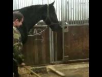 Jestem koniem i mogę ci pomóc! 