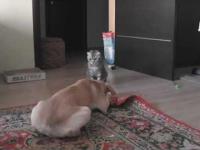 Cat and Dog playing