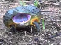 Ta żaba ma zęby i do tego jest sporych rozmiarów.