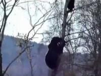 Niedźwiedż łapie chłopa na drzewie