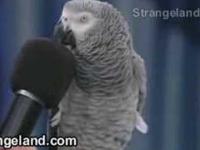niesamowita papuga