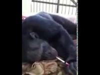 Szympans lubi zapalić