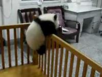 Wielka ucieczka małej pandy.