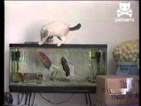 Kot kontra rybki w akwarium 