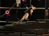 Rehabilitacja częściowo stawia na nogi sparaliżowane szczury 