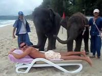 Masaż w wykonaniu słonia