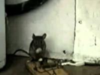 Cwana mysz