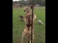 Mocno napakowany kangur pokazuje mięśnie