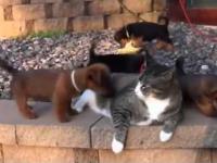 Szczeniaki atakują kota Puppies attack cat