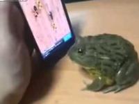 Żaba gra na Smartphonie