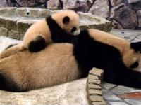 Mała panda stara się wybudzić mamę