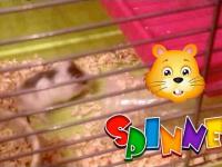 Spinner - Cute, funny and very fast hamster XD