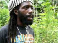Jedna z licznych plantacji marihuany na Jamaice