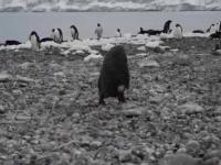 Zły dzień małego pingwina