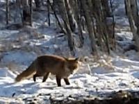 Lis poluje zimą.Fox hunting in Winter.Lisek chytrusek zakopuje cos sobie na kolację...