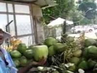 Otwieranie orzecha kokosowego Trynidad vs. Hawaje.