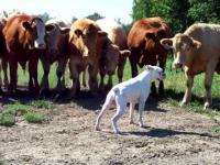 Biały pies kontra stado krów 