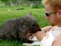 Czochranie wombata