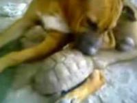 Żółw atakuje psa