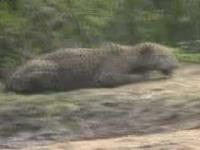 Jaguara z Pantanal, największy kot Ameryki podczas polowania