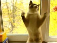 Cat Dancing Gangnam Style