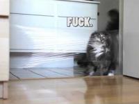 Trollowanie kota za pomocą lasera