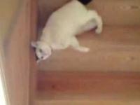A mój kot po schodach schodzi tak
