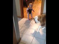 Dziwnie reakcja psa na cień bawiącego się dziecka
