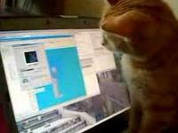Kot i wygaszacz ekranu