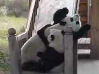 Pandy na zjeżdżalni